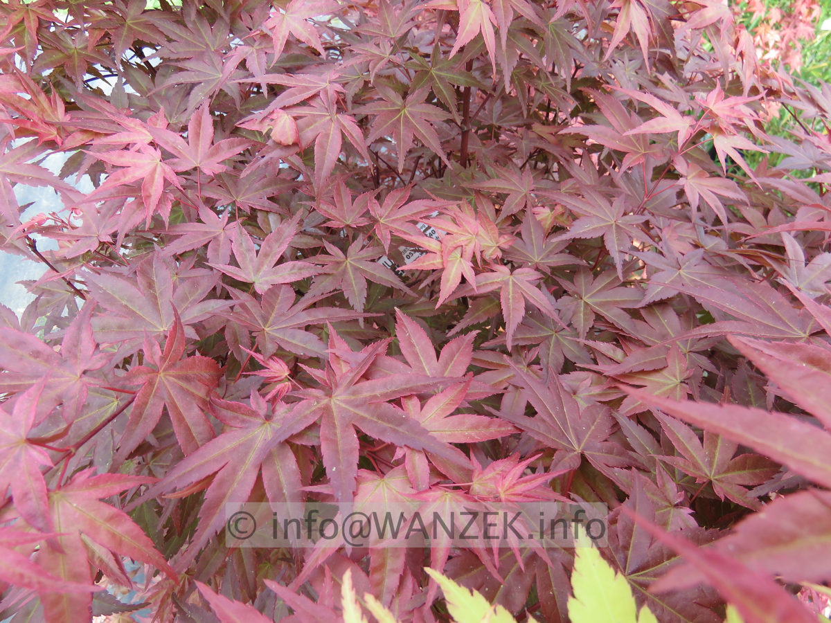 Acer palmatum De shohjoh im Austrieb02.JPG
